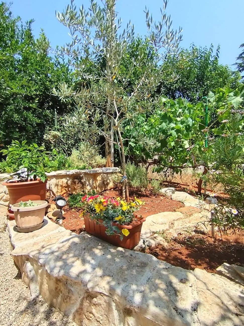 Apartmán Mihaela